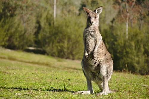 Kangaroo Hoping for Handout