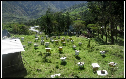 beekeeping apiaries beeyards girakasumountain