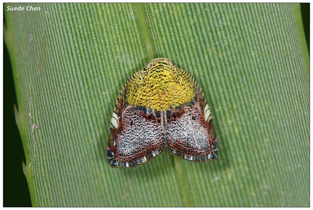 麗紋廣翅蠟蟬 Ricanula pulverosa (Stål, 1865)