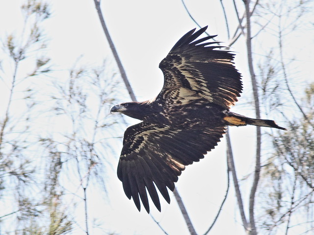 Bald Eaglet in flight 2-20140426