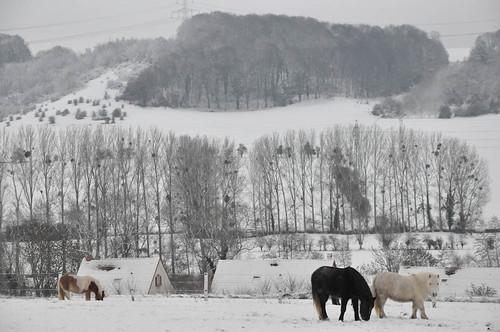 winter snow cheval hiver bleu neige normandie flocons poney chevalbleu bellengreville