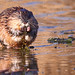 Image of a beaver