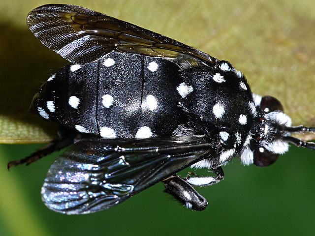 black bee with white spots