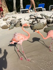 Flamingos on the beach in Aruba