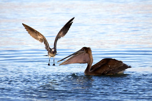 beach birds sunrise gull pelican timing dailyshoot ds392