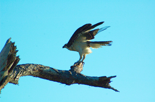 bird branch osprey naturesbest wetland abigfave goldstaraward