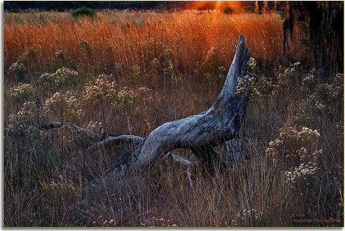 landscapes parks sunsets stateparks 2470mm oldflorida floridaimages detailstudies lakekissimmee floridastateparks