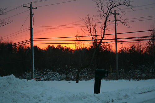 trees sunset powerlines