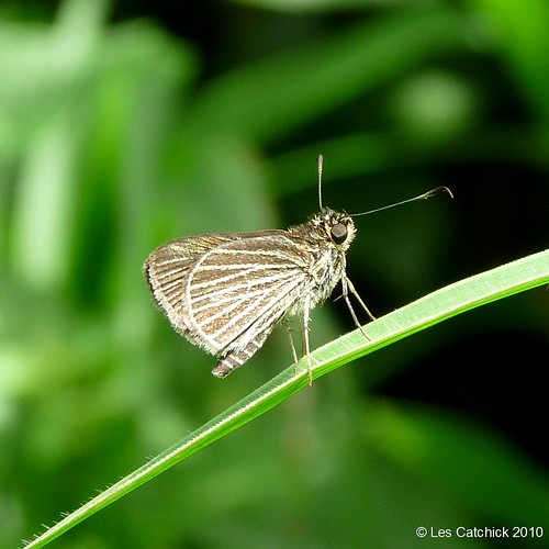 butterfly costarica skipper lpjc ranchonaturalista callimormusradiola