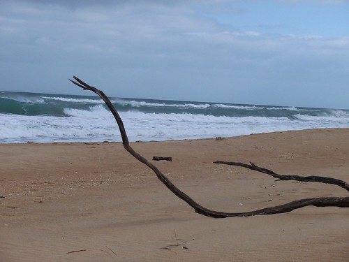 beach water sand surf branch stick