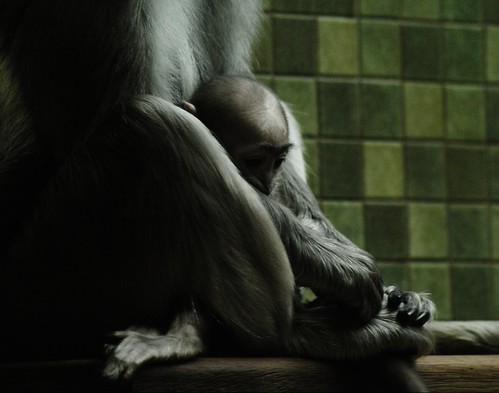 portrait animal familia zoo monkey mono nikon retrato bebé abrazo proteccion cuerpo d3000 nikonflickraward mikesphot miguelvaliente