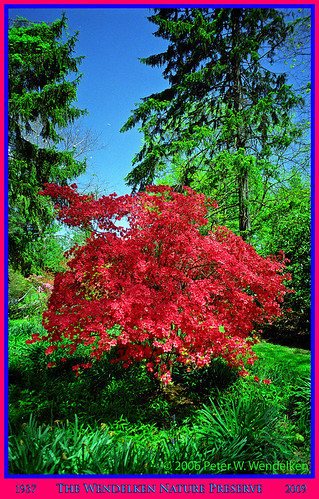 azalea spruce whiteoaks mariettaohio washingtoncountyohio wendelken photobypeterwendelken peterwendelken wendelkennaturepreserve richardwendelken silviawendelken