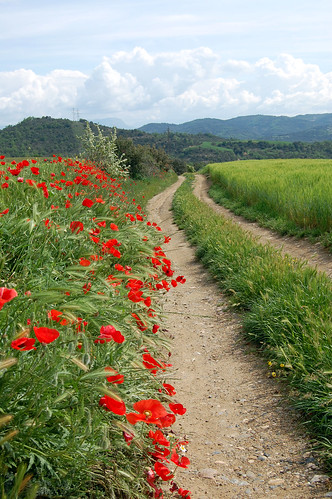 flowers color rural landscape nikon aragón