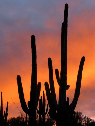 arizona usa cacti unitedstatesofamerica sunsets gps 2010 saguarocactuscarnegieagigantea
