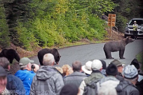 alaska skagway haines princesscruise starprincess vacation 2016 grizzly bears bearcrossing tourists