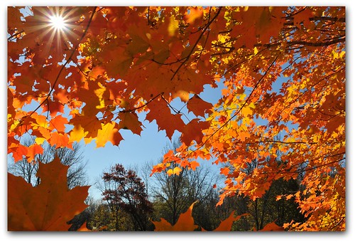 autumn orange nature karma d300 fallintoautumn whitnallpark happythanksgiving theworldthroughmyeyes elpasojoes natureislovely nikond300users tamron18270 johnvelguth