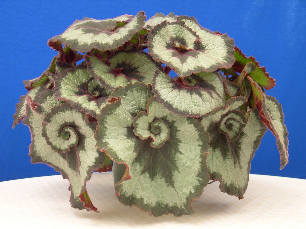 Begonia Rex Escargot y la espiral. | Matemolivares