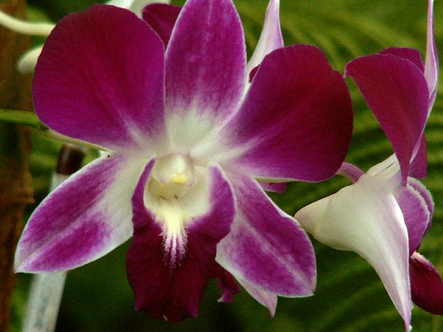 flowers orchid hawaii seaview