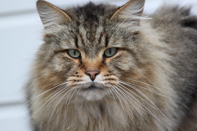 Another picture of the Maine Coon cat I saw in Eagle, Colo… | Flickr ...