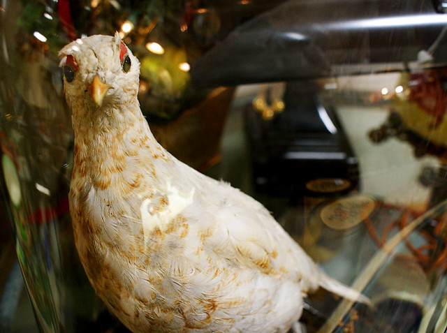 Pheasant Under Glass | Flickr - Photo Sharing!