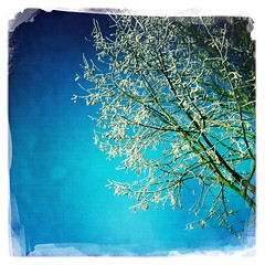 On A Winters Day (Hipstamatic Contest Entry)
