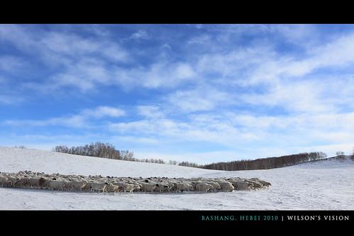 china travel winter horse white snow cold canon eos sheep snowy farm beijing hebei cart bashang winterscape innermongolia 1635mm 河北 壩上 內蒙古 5dmark2 wilsonsvision