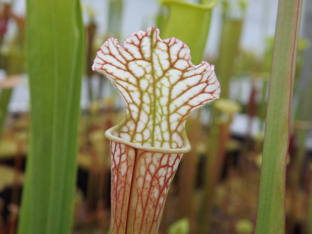 Les sarracenia hybride seedling  13981820536_89b0507d5a_z