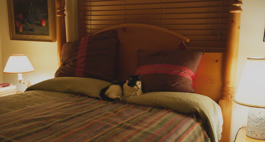 Dot on the New Bed