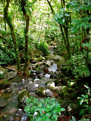 waterfall nationalpark rainforest puertorico nationalforest elyunque