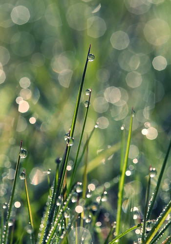 light macro green grass droplets drops bokeh thenetherlands 100mm dew droplet 5d ilovebokehtoo