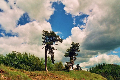 cloud mountain tree landscape
