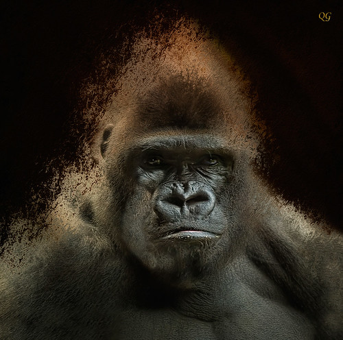 naturaleza geotagged creativity spain europe gorilla natura canarias olympus textures tenerife retouch gorila loroparque retoque retoc specialtouch goril·la quimg quimgranell joaquimgranell afcastelló obresdart gettyimagesspainq1