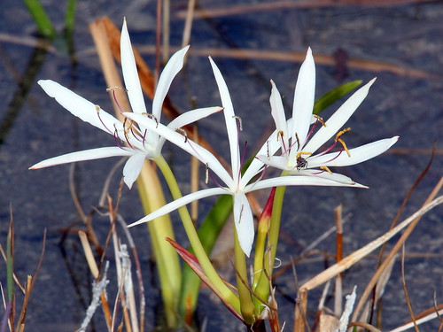 Swamp Lily 20101230
