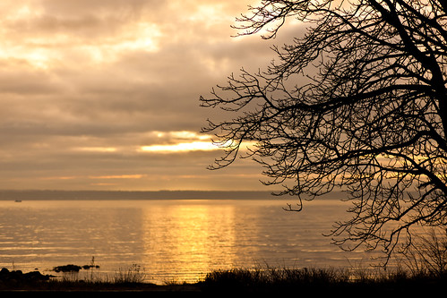 sunset sea orange tree skåne sweden skåne braches öresund f20 2011 ef85mmf18usm hittarp canoneos5dmarkii ¹⁄₂₅₀₀sek