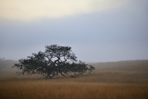 dsc8007aw fog oak oaktree losalamos santabarbaracounty quercus