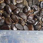 Acacia koa seed