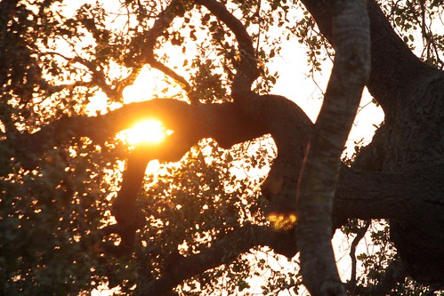 california sunset sun golden oak