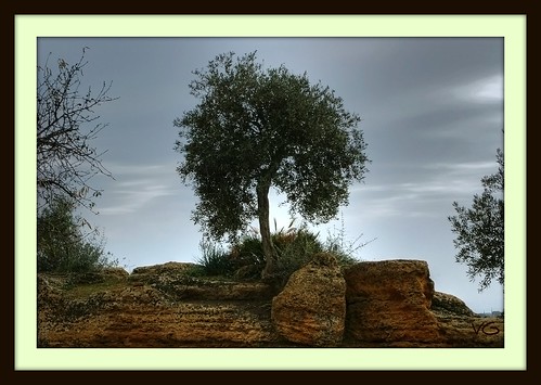tree italia olive albero soe sicilia agrigento valledeitempli tuff tufo valleyofthetemples ulivo panoramafotográfico vincega