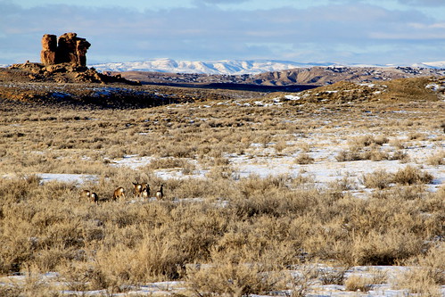 winter sunset rock sandstone afternoon desert deer highdesert vista wyoming mule camelrock sweetwatercounty