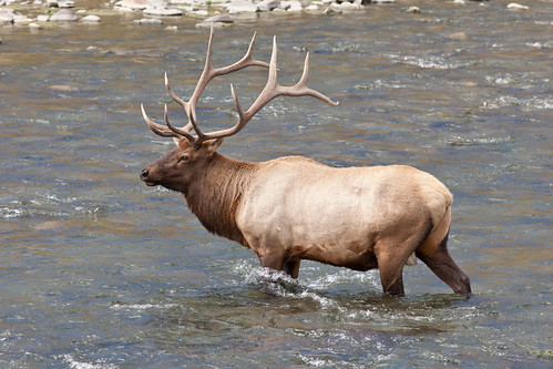 animals deer elk landscape mammals ruminants river yellowstonenationalpark wyoming unitedstates gardinerriver