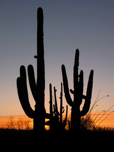 arizona usa cacti landscapes desert unitedstatesofamerica sunsets gps succulents 2010 saguarocactuscarnegieagigantea ocotillofouquieriasplendens