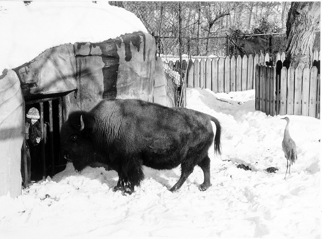A buffalo at the cottage door with a woman holding it open