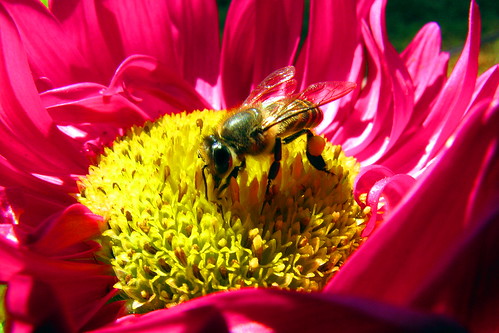 flower bug insect bee nectar