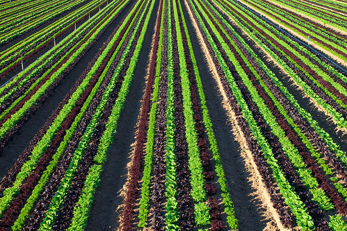 california winter arizona field farm row lettuce crop ag farms crops agriculture