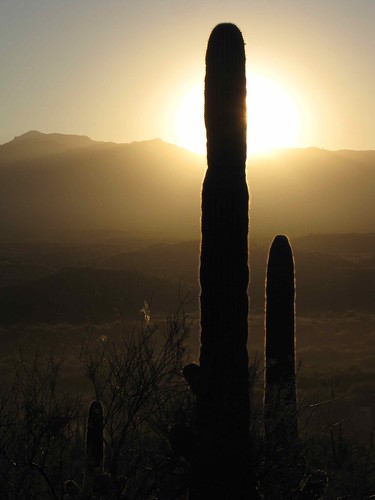 arizona usa cacti landscapes flickr desert unitedstatesofamerica gps 2010 saguarocactuscarnegieagigantea