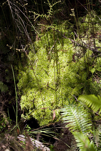 forest australia nsw botany canonef70200mmf4lisusm canon40d monganationalpark