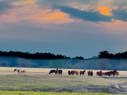 ranch sunset sky horses sol atardecer texas huntsville