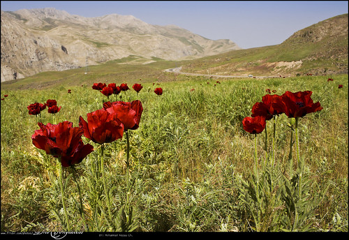 sky mountain landscape iran mazandaran lar ایران plain copse irn شقایق آسمان کوهستان مازندران دشت منظره لار