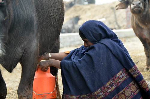 india weather cow milk education agriculture punjab climatechange milking disease adaptation outreach fodder mitigation cgiar dairyfarmer foodsecurity igp ccafs amkn cgiarclimate raipurgujra