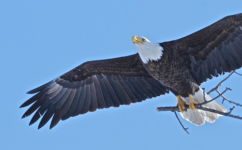birds eagles raptors avian baldeagles ohiowildlife ohiobirds ohioeagles pinelakeeagles firestonefarmeagles